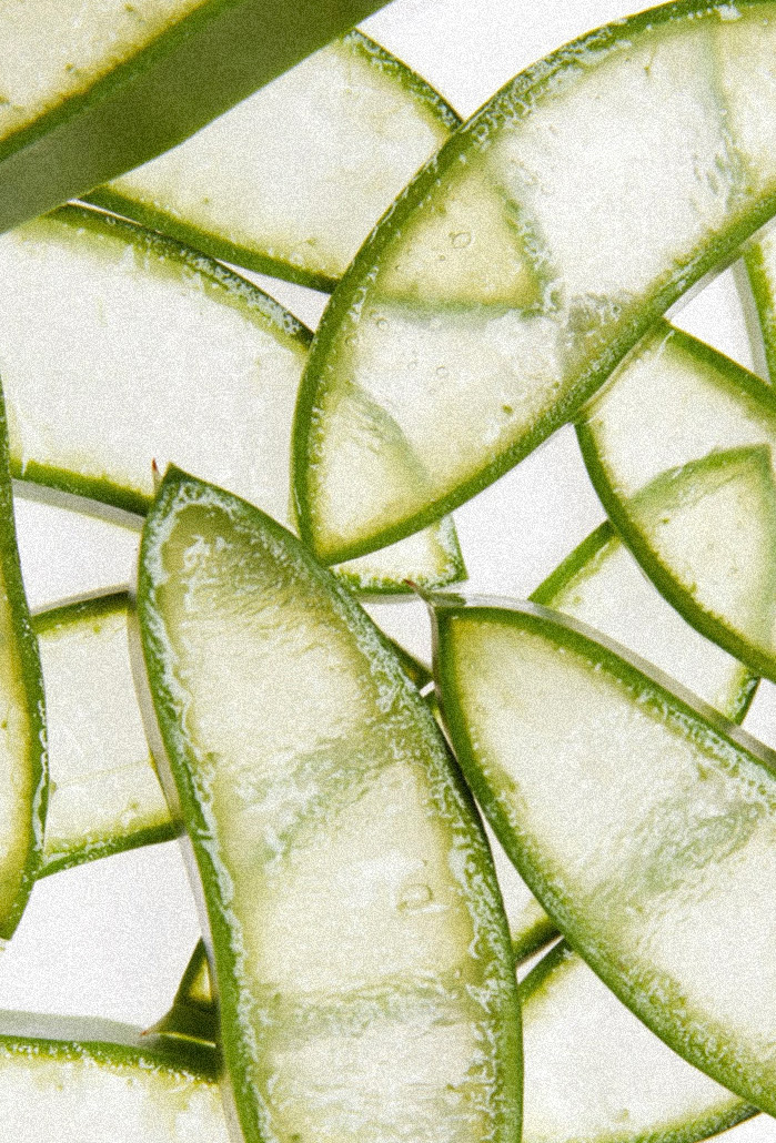 Tranches d’aloe vera fraîchement coupées