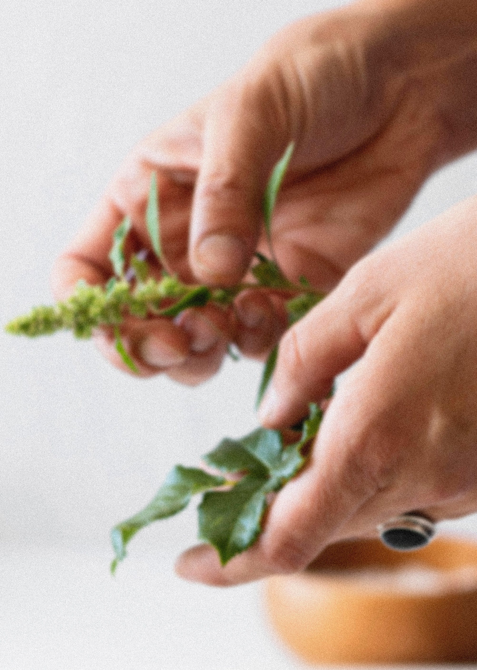 Mains cueillant des brins de plantes fraîches